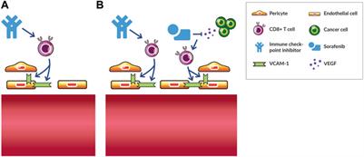 Towards Immunotherapy-Induced Normalization of the Tumor Microenvironment